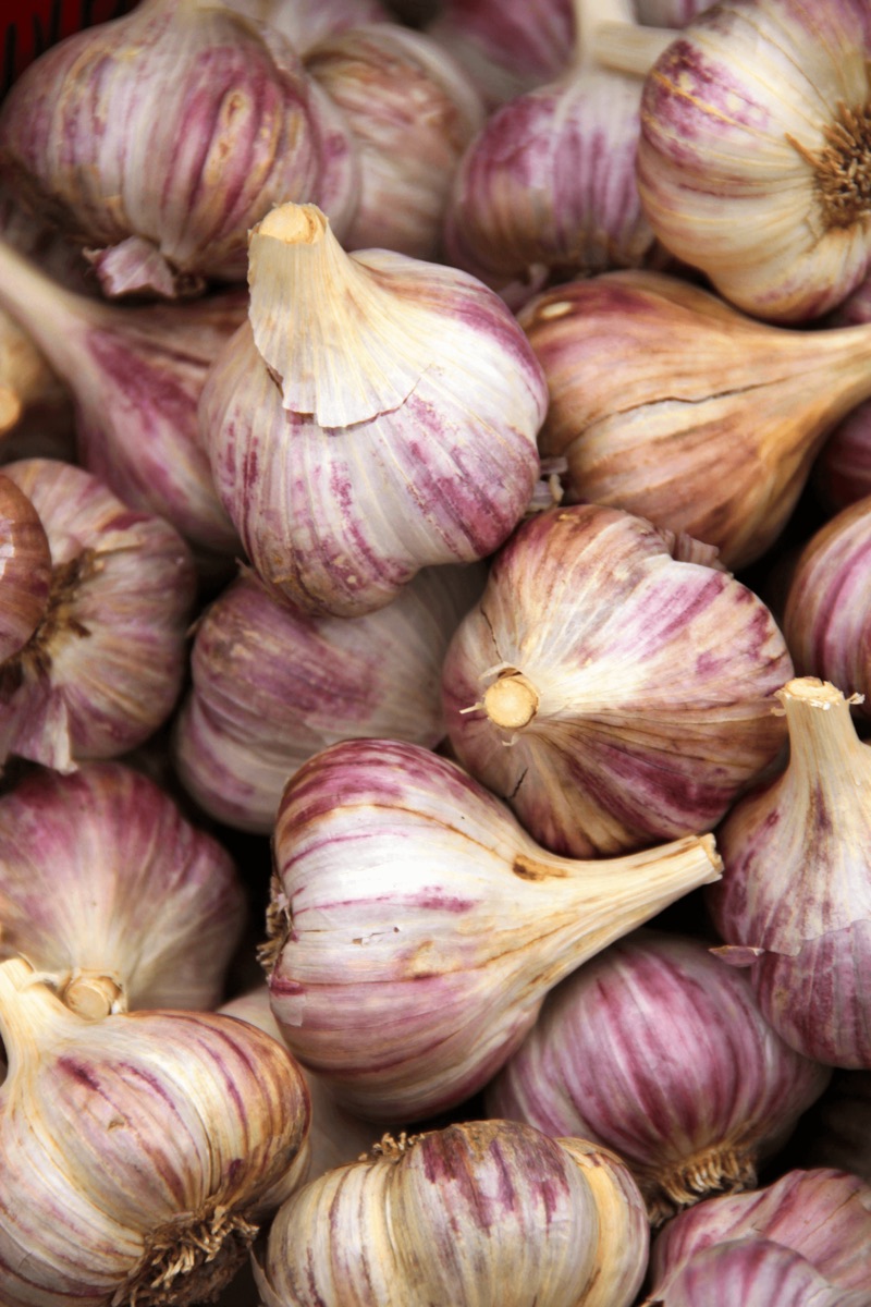 Fall Bulbs