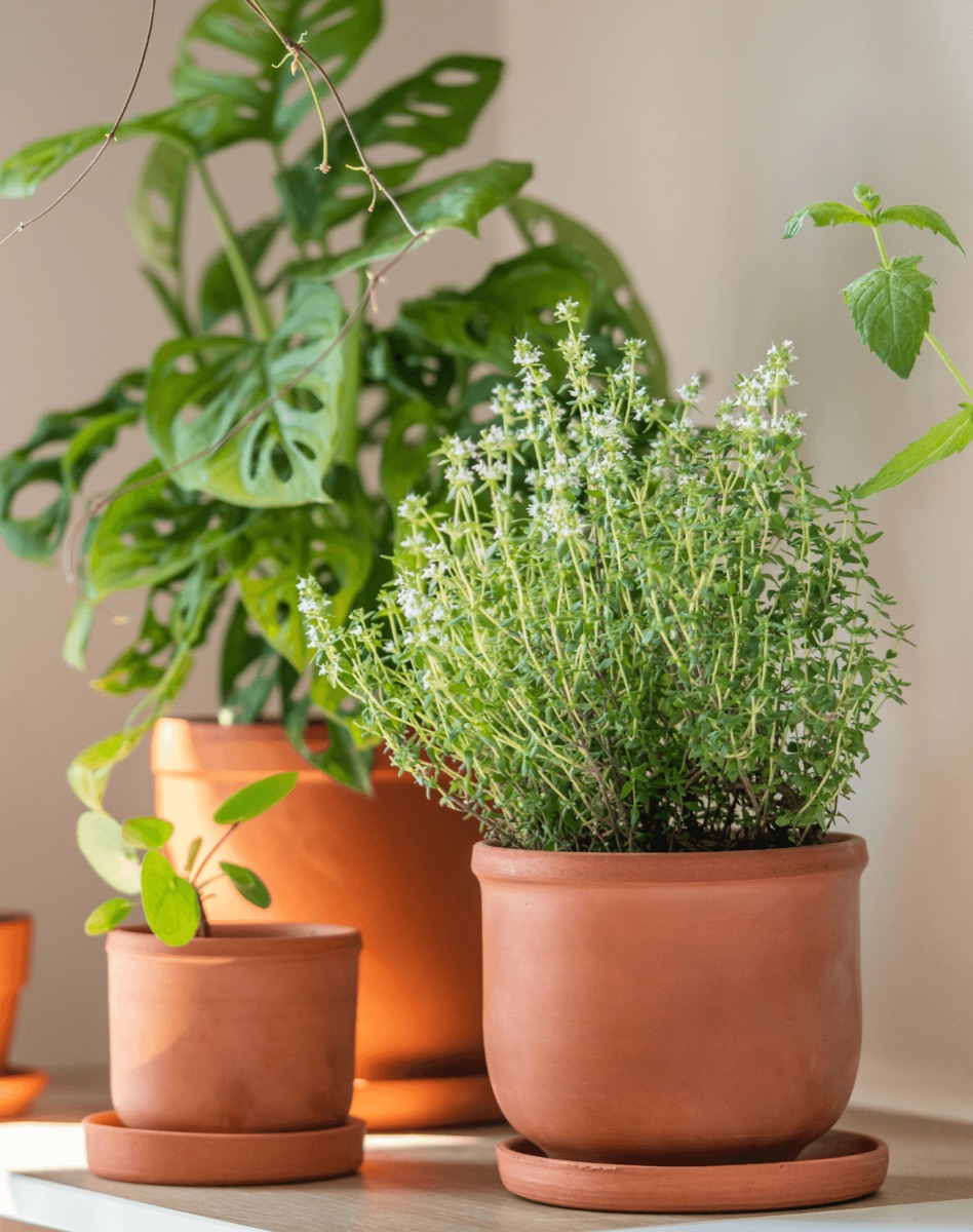Herbal Houseplants
