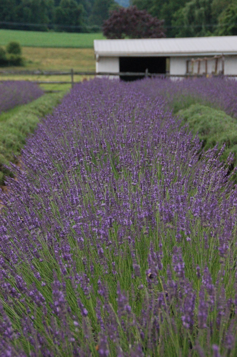 Phenomenal Lavender
